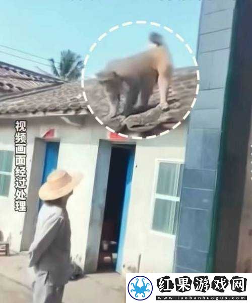 二人生猴子不盖被子免费