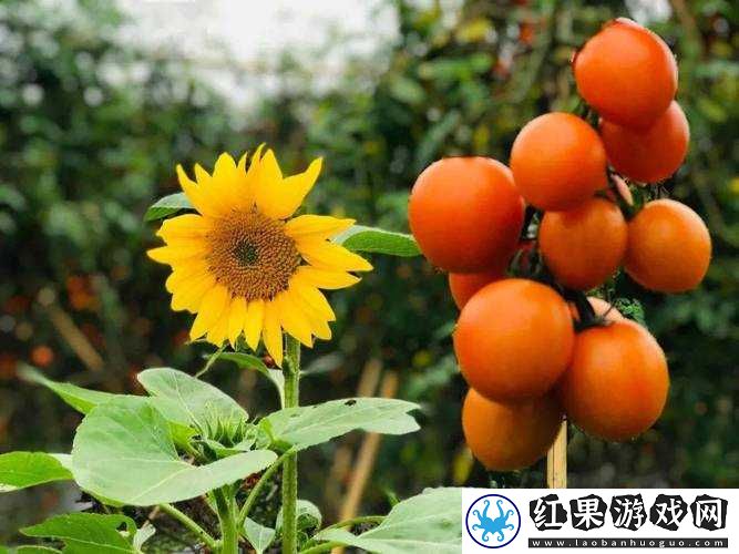 秋葵视频草莓视频向日葵视频丝瓜视频