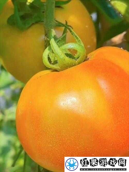 133133苦瓜久久精品视频