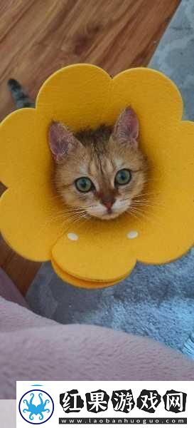 小猫咪大城市日常美容动作怎么获得1.小猫咪日常美容秘籍
