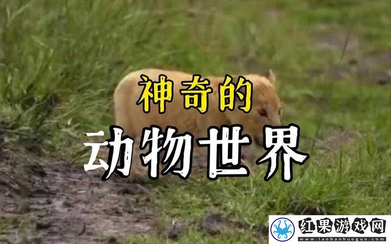 ZOOM 人狗 APP 欢迎你