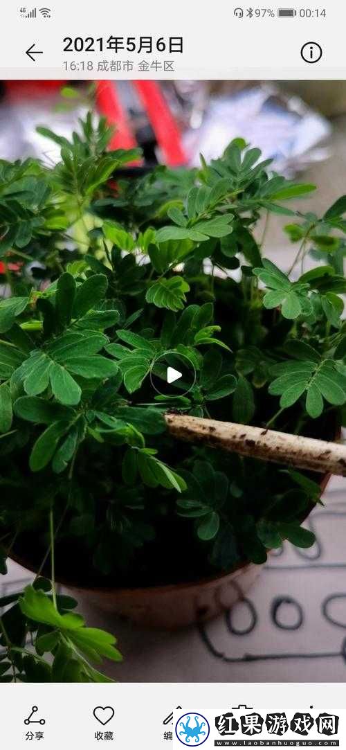 含羞草 2021 地址永不失联