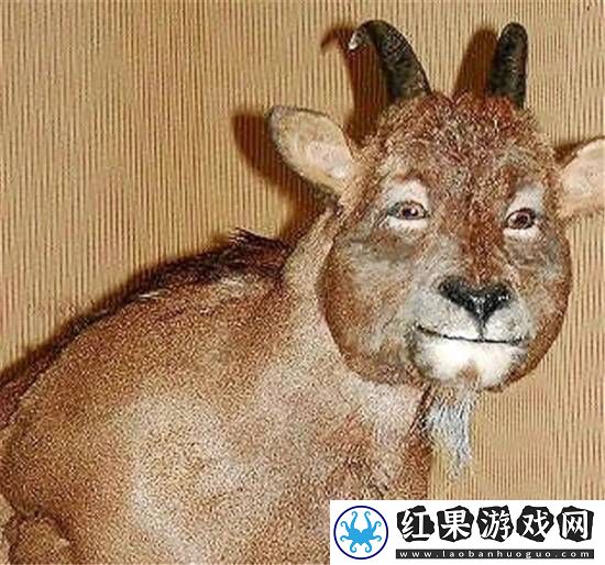独特的“冷血山羊”长着一张人脸