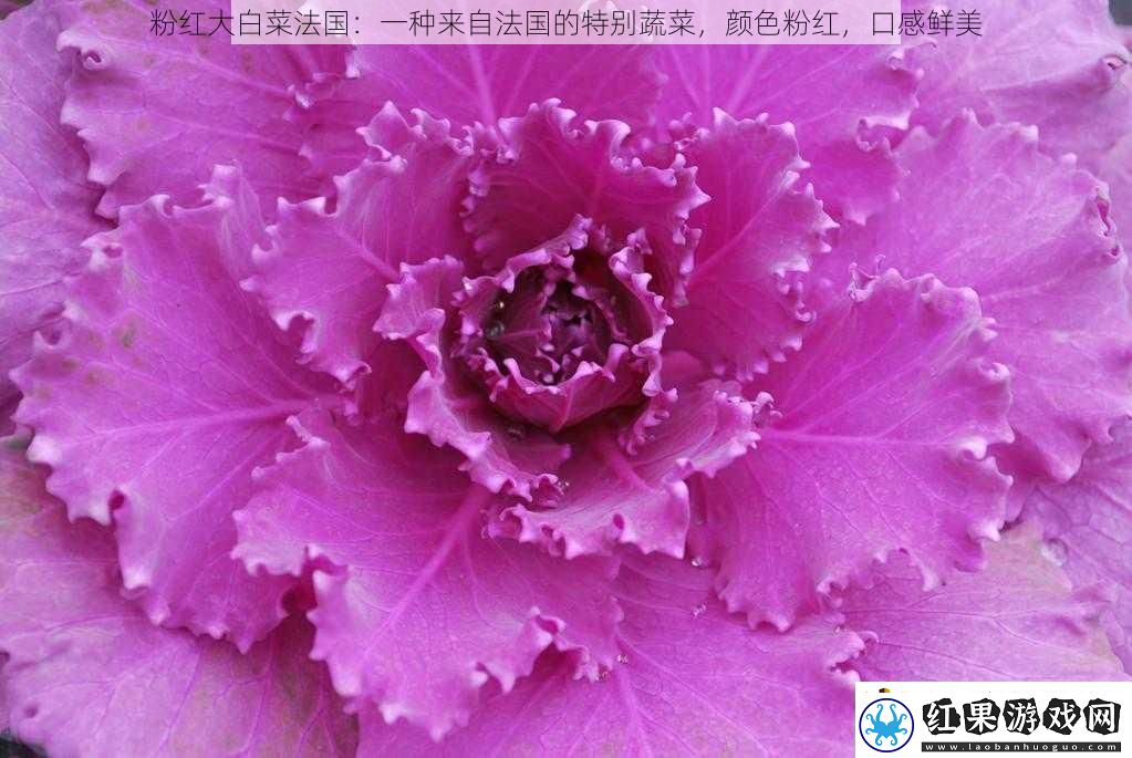 粉红大白菜法国