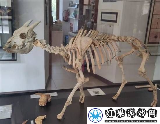 独特的“冷血山羊”长着一张人脸