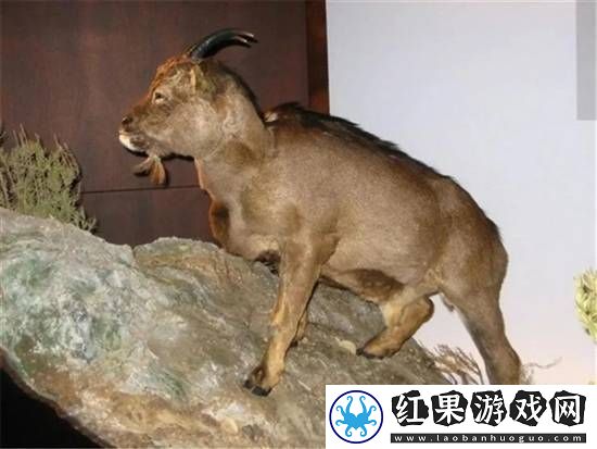独特的“冷血山羊”长着一张人脸