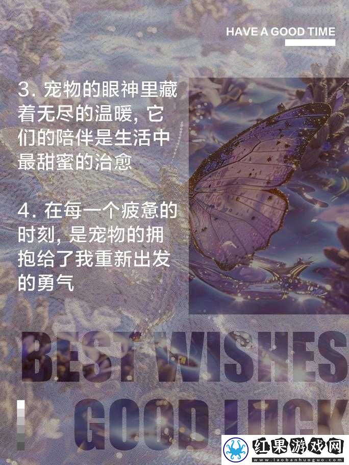 功夫宠物