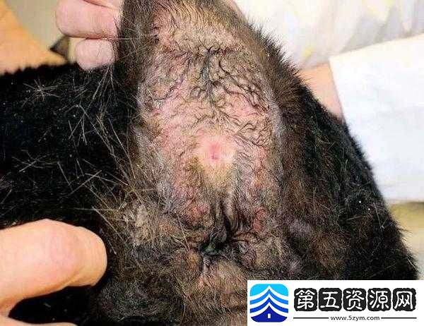 多毛陰戶