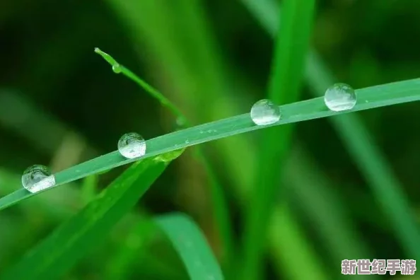 久久精品草