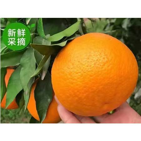 采蜜1V.1H采意方橙
