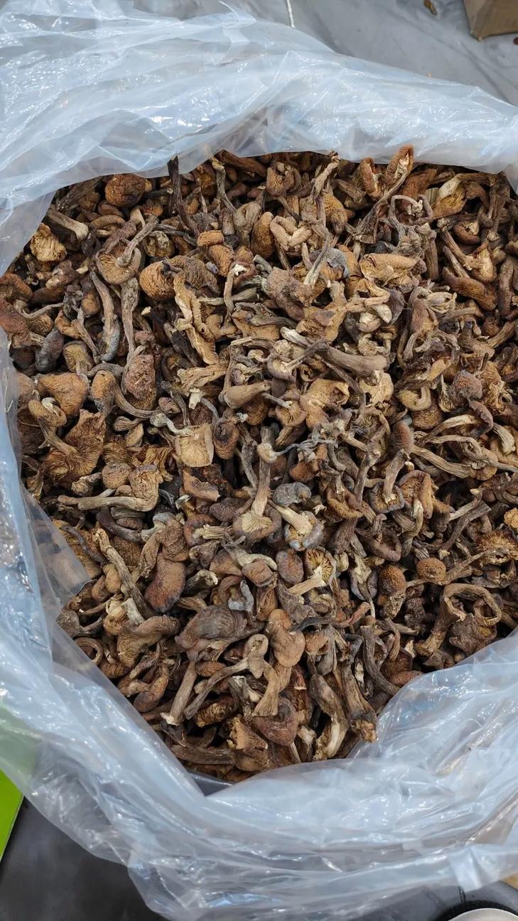 蘑菇头大好还是根部大好