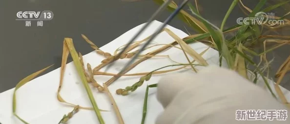 探索精品伊人久久香线蕉的独特魅力与使用体验