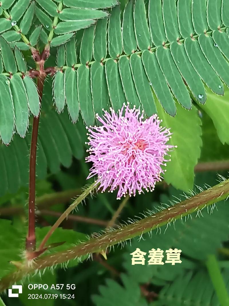 免费包子铺含羞草