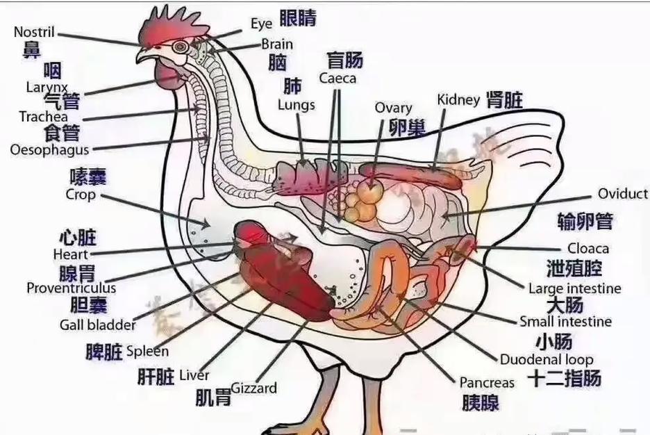 肉禽系统