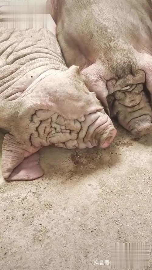 窝窝视频