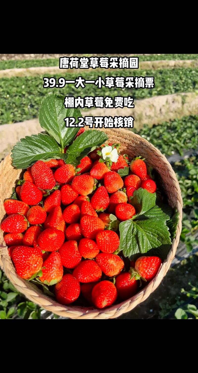 草莓免费观看站