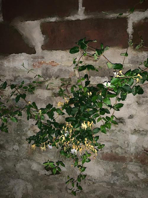 双蛇难入金银花