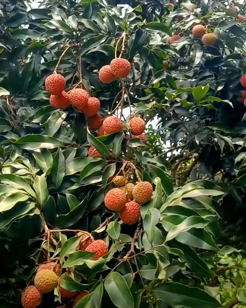 荔枝视频在线播放观看免费