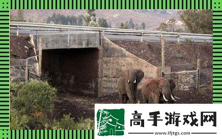 象跑通道