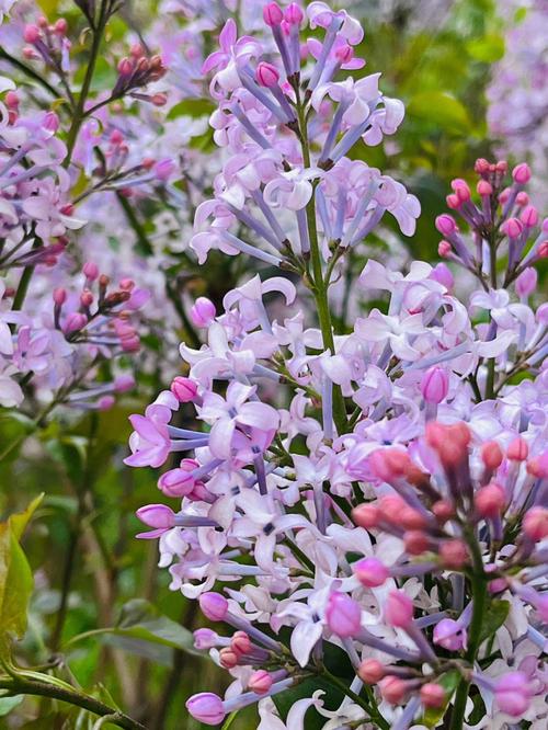 丁香花高清在线观看完整