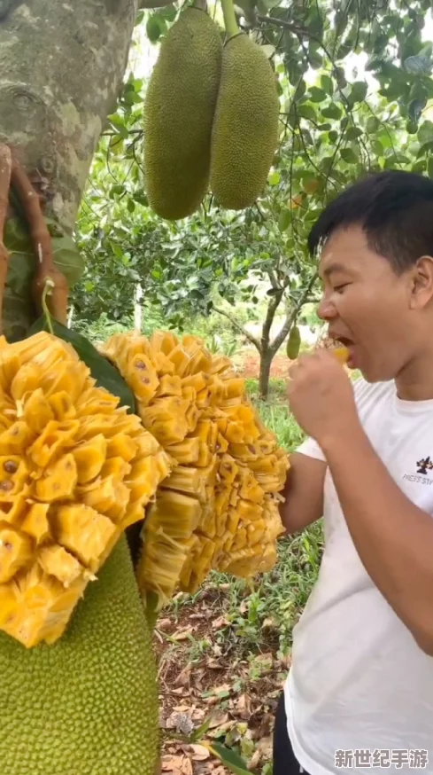 菠萝菠萝蜜视频竟引发全民热潮