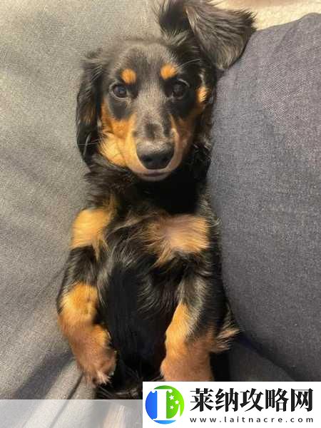 野蛮腊肠犬