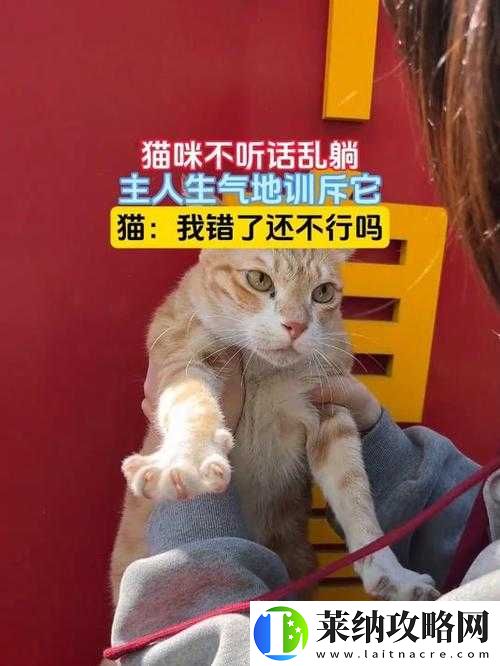 主人我错了请把它关掉好吗