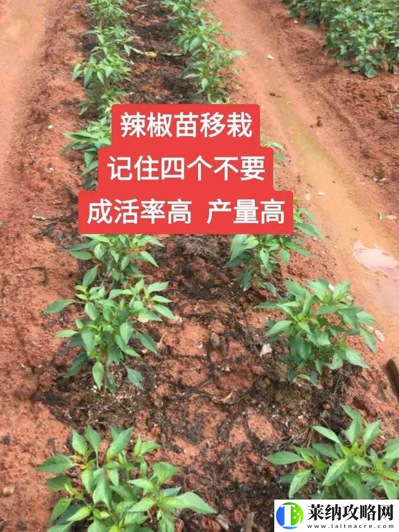 解密义军超市门