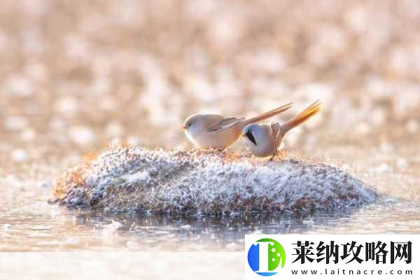黑料独家爆料曝光揭秘黑料独家揭秘
