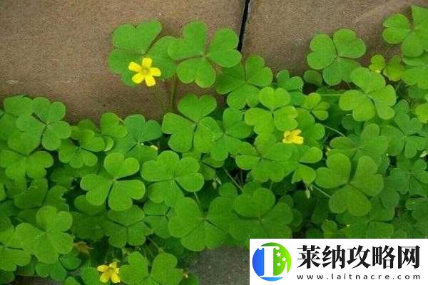 三叶草