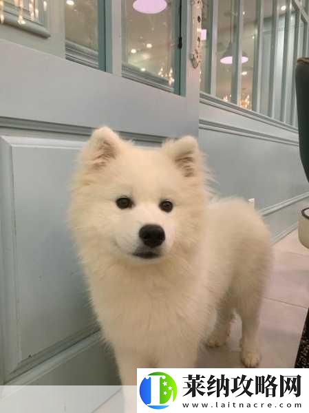 色耶耶耶蹦哒哒哒是什么歌