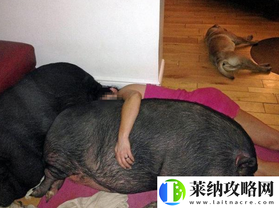 高清人和猪又细又长像钻头