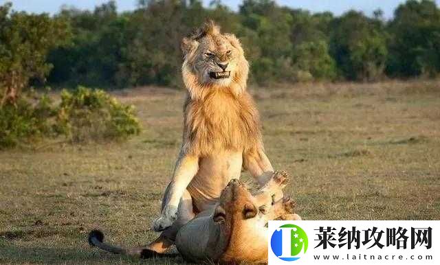 又黄又猛又粗