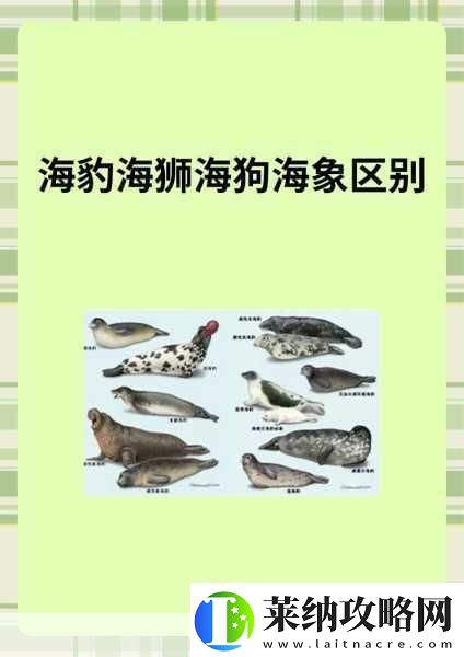 AAAA级毛皮最火的一句透露了中文社区开放信息深度解析AAAA级毛皮在中文社区的热潮与趋势