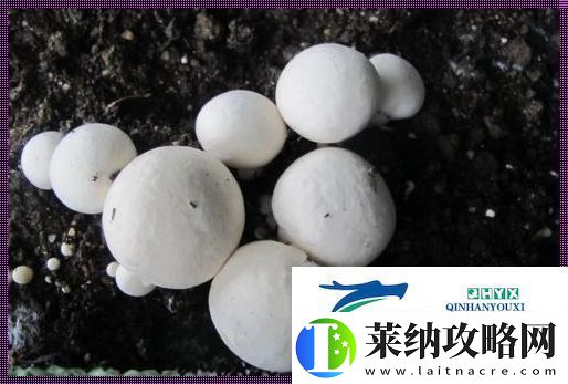 “巨灰菇”神秘现世