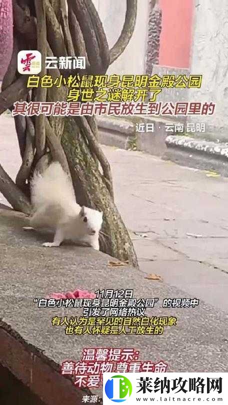 公园里面很多打野的叫什么