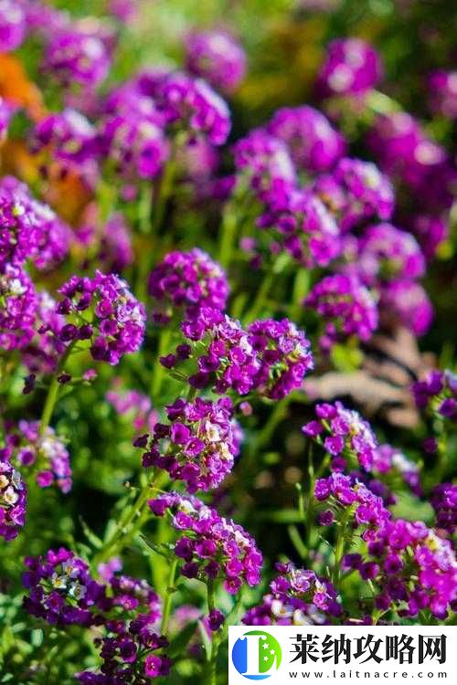 樱草花视频