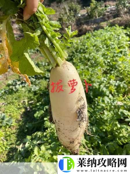 拔萝卜不盖被