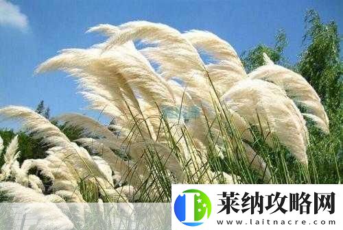 芦苇丛深处中的温情