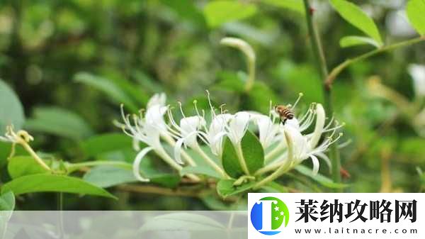 菊内留香金银花
