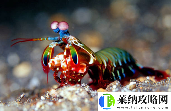出拳速度堪比子弹