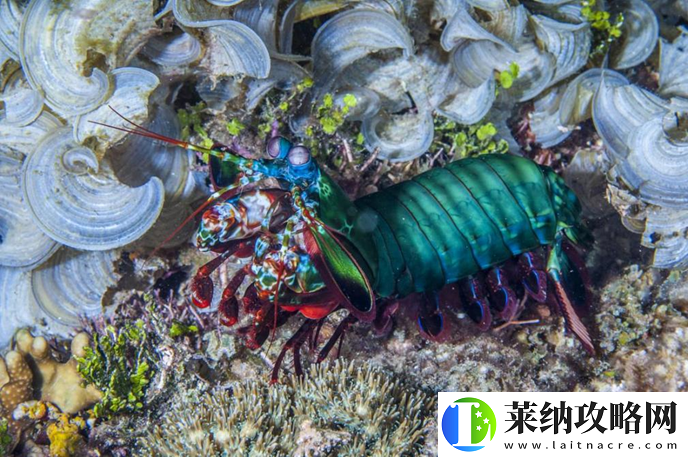 出拳速度堪比子弹
