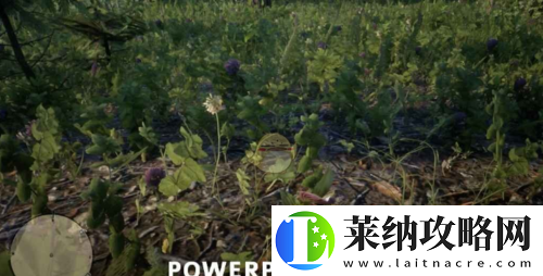 荒野大镖客2中仙履兰究竟藏身何处