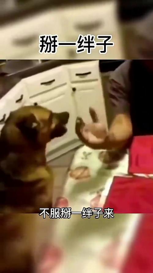 人狗大战2免费观看正版
