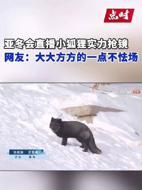 小狐狸直播
