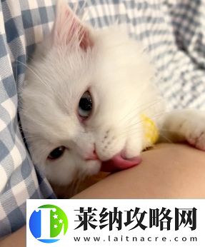 舔猫型是什么梗络用语