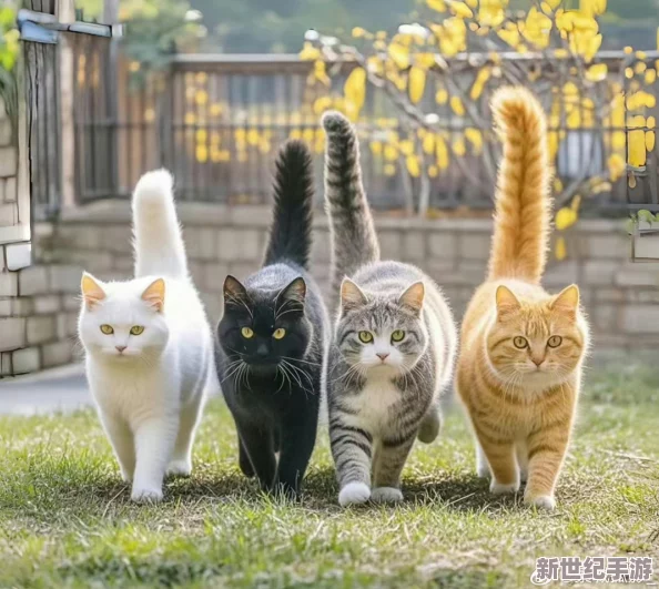 猫咪mav最新地域网名怎么取