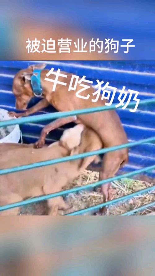 《公天天吃我奶躁我》