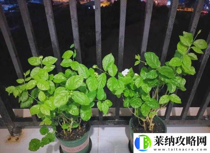 茉莉之夏新手入门全攻略