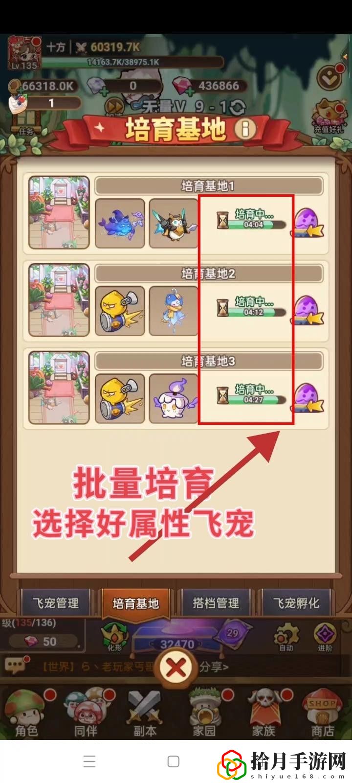 飞宠管理及云缠天梯试炼补充建议 明确自己的角色发挥最大作用